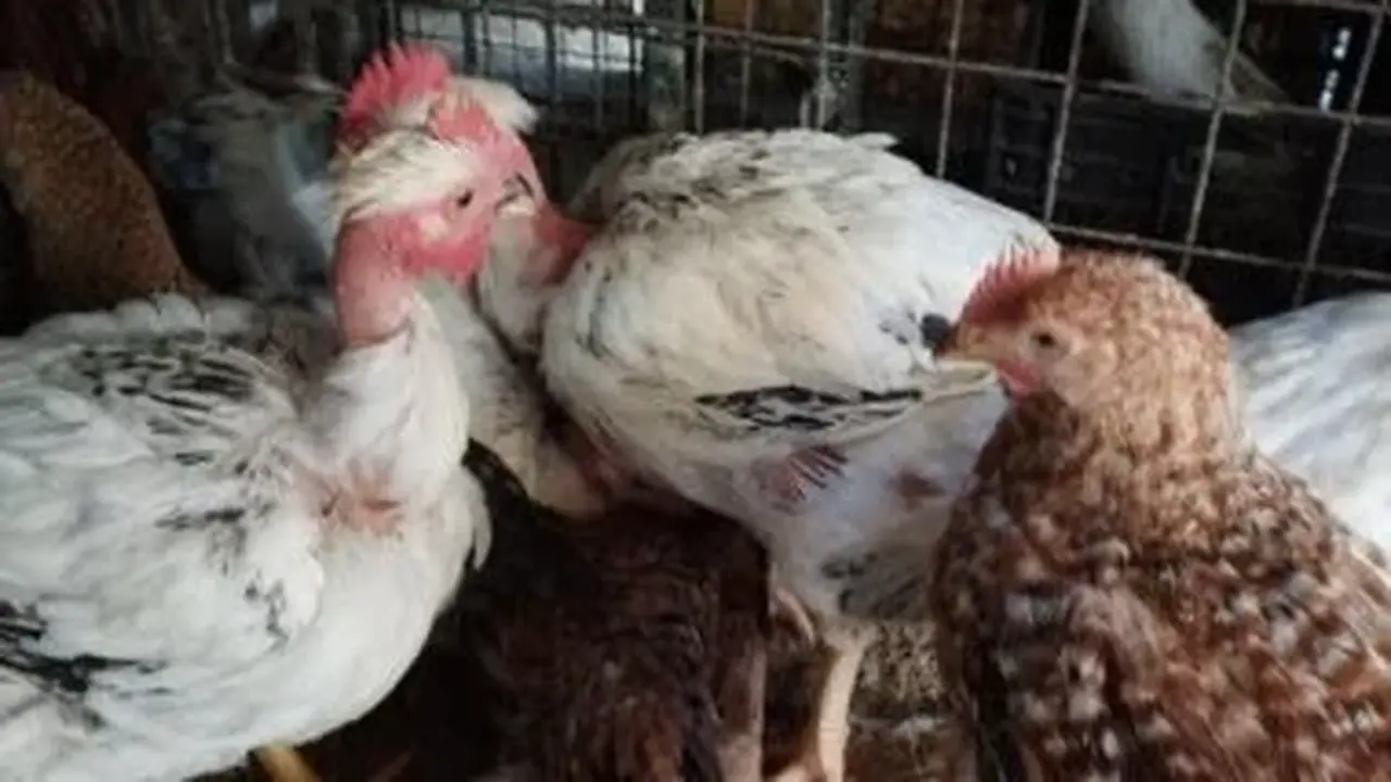 تراجع الأسعار.. سعر الدواجن بالغربية السبت 14 فبراير